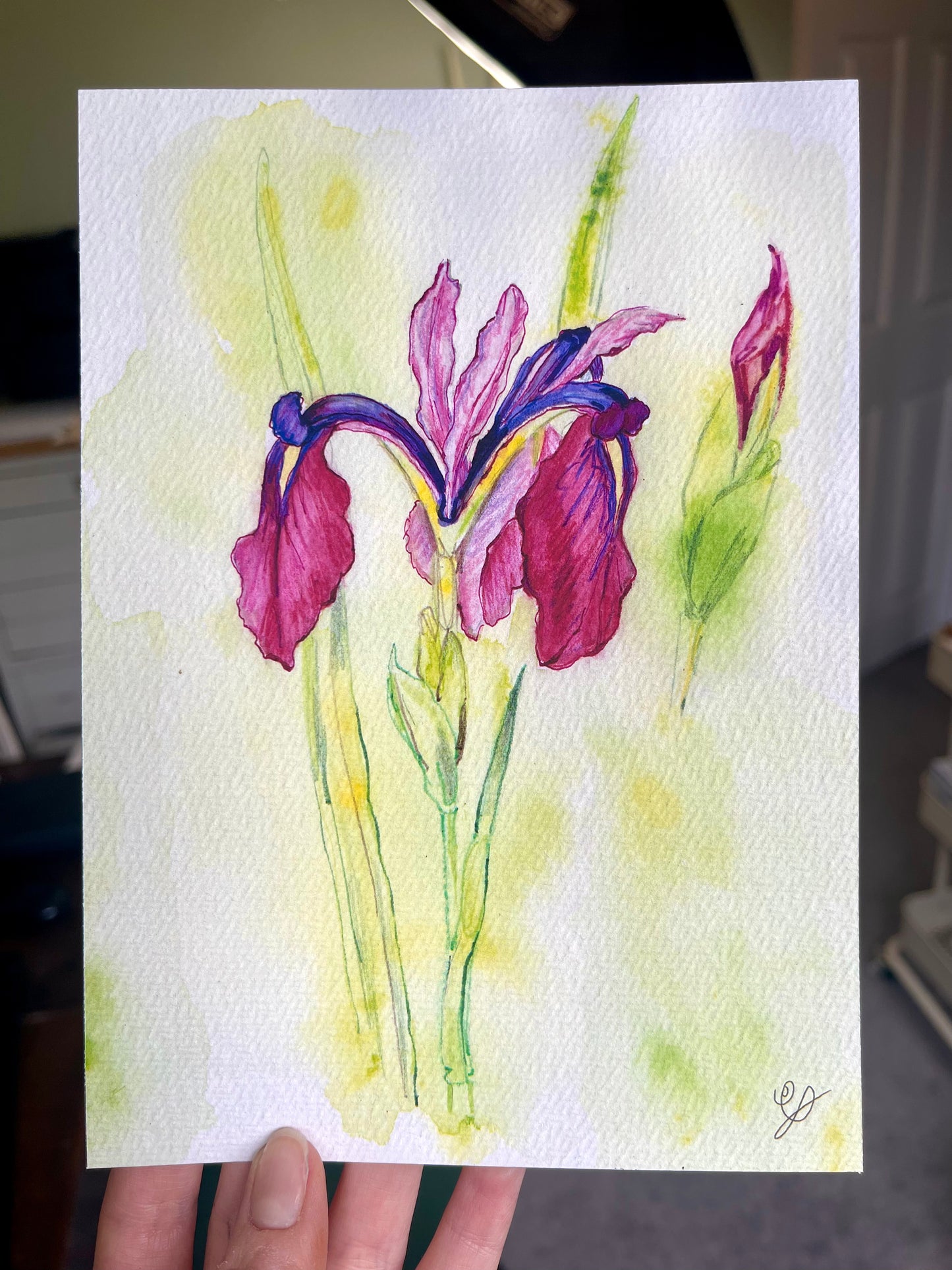 An illustration of an iris flower painted in ink and watercolour