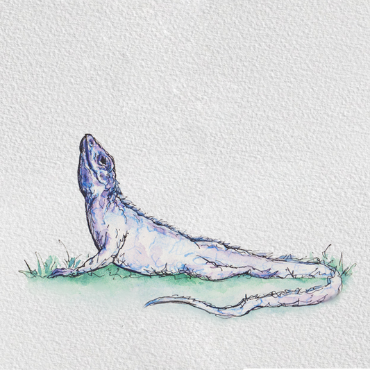 Lizard Vinyasa