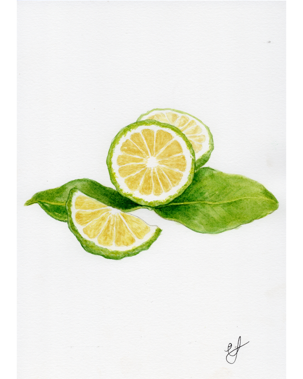 Watercolour artwork by Green Fox Illustration