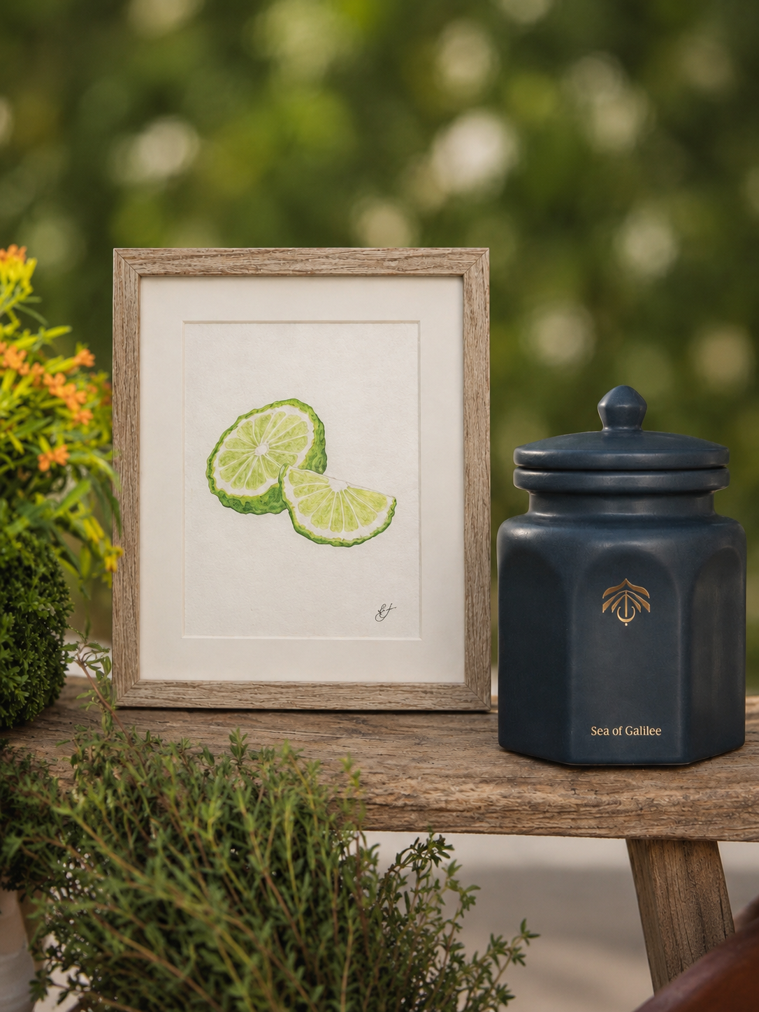Kaffir Lime Illustration