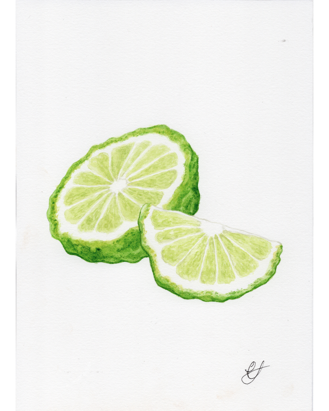 Kaffir Lime Illustration