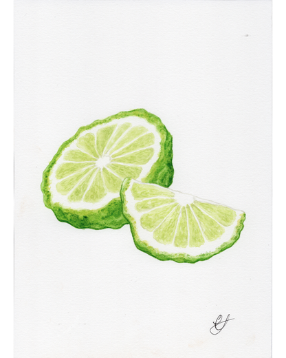 Kaffir Lime Illustration