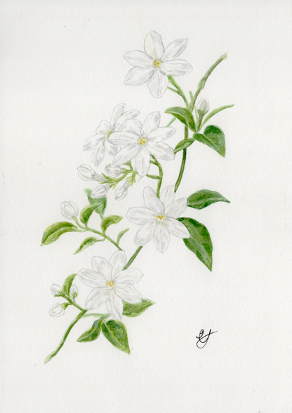 Jasmine Illustration