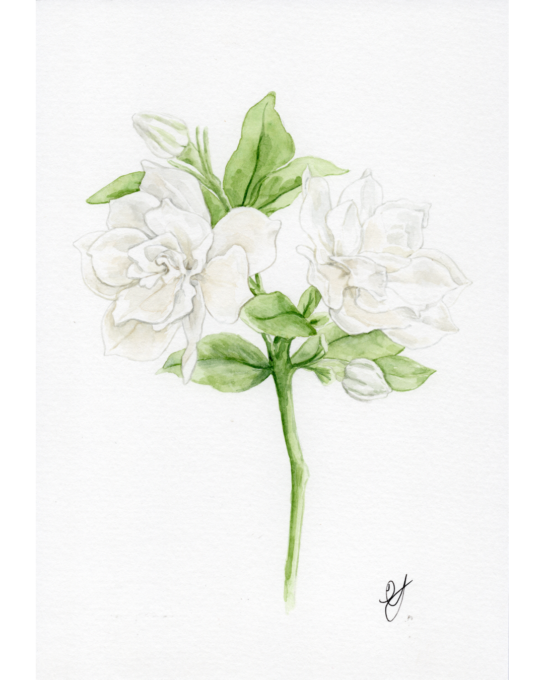 Gardenia Botanical Print