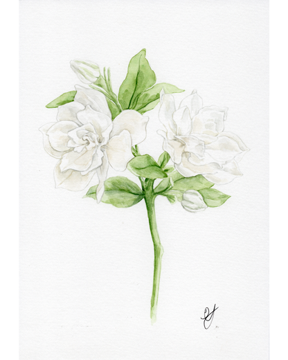Gardenia Botanical Print
