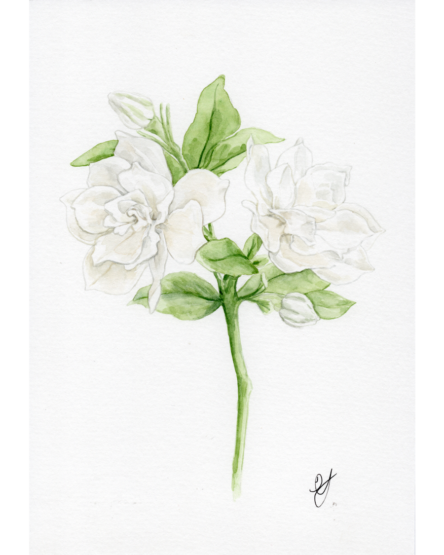 Gardenia Botanical Print