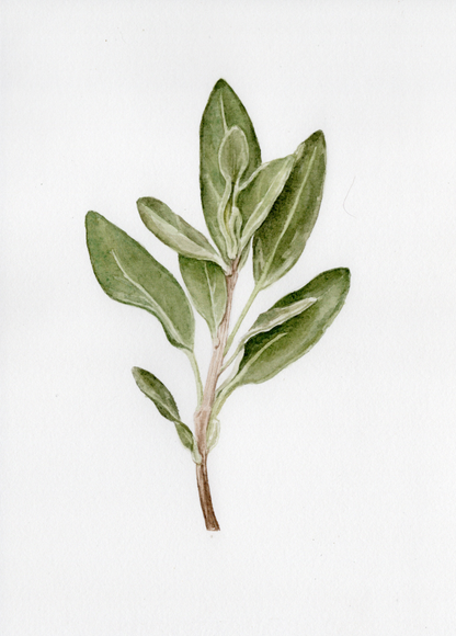 Sage Botanical Print