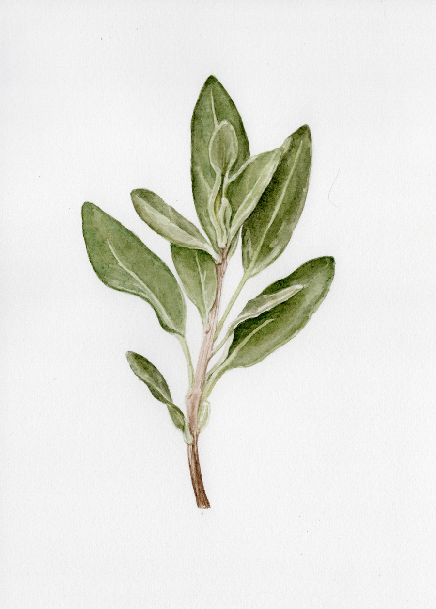 Sage Botanical Print