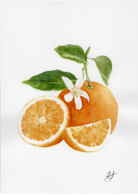 Mandarin Illustration