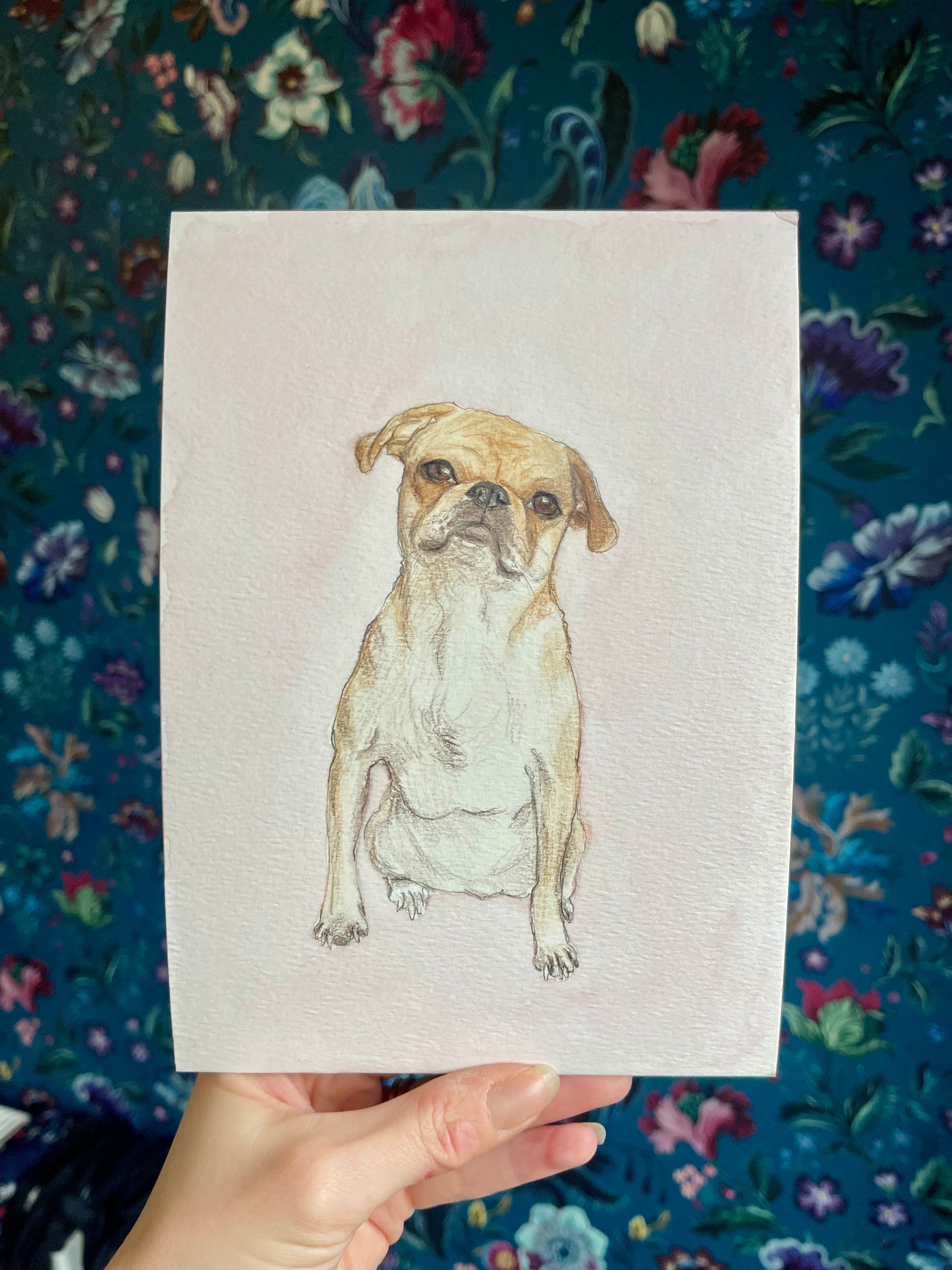 Hand drawn illustration of a French bulldog 
