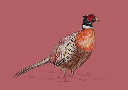 Hand illustrated pheasant art print
