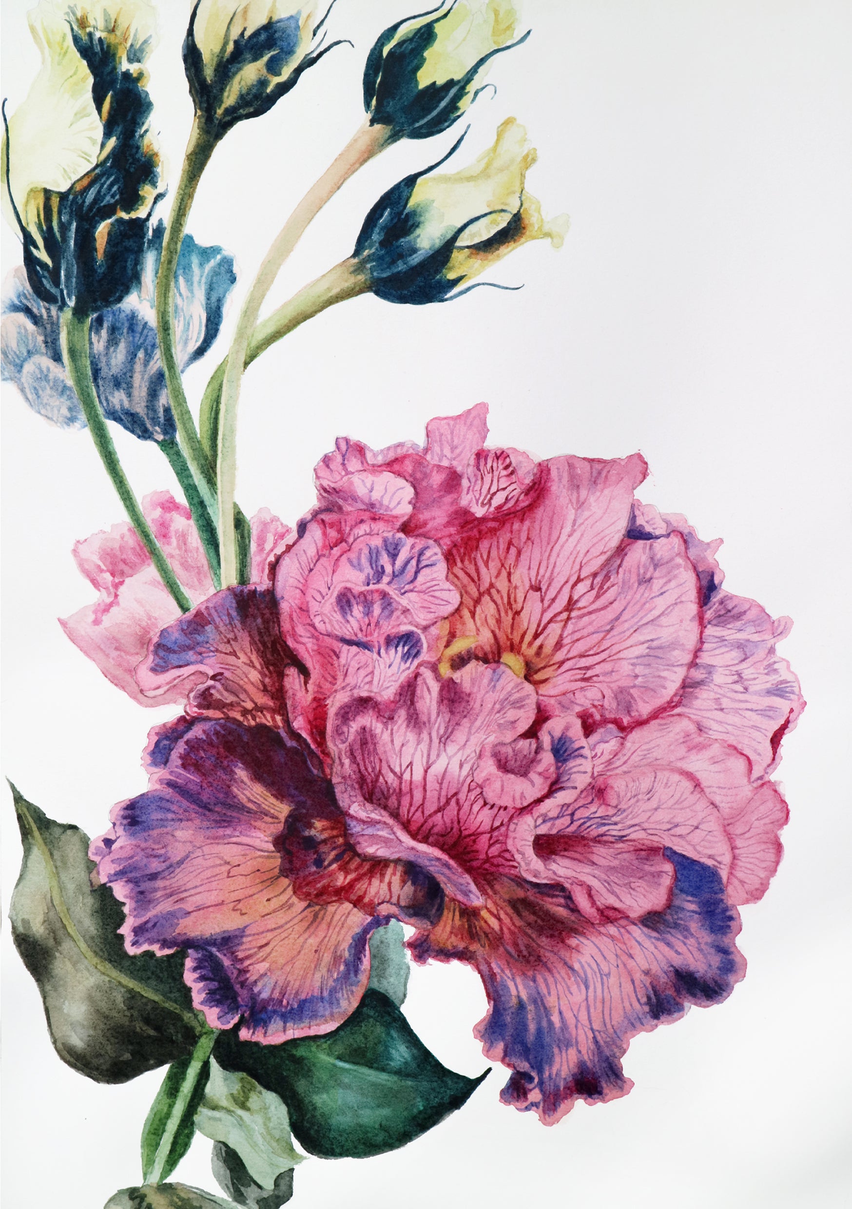 watercolour illustration of a lisianthus flower