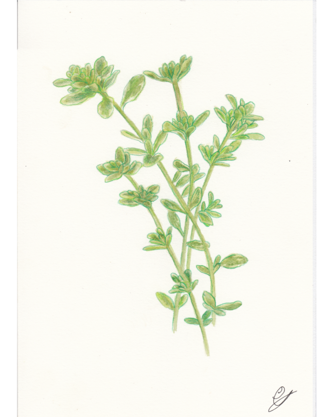 A botanical watercolor illustration of a green leafy lemon thyme herb stem with small oval leaves, shown on a plain white background with a small artist signature in the lower right corner.