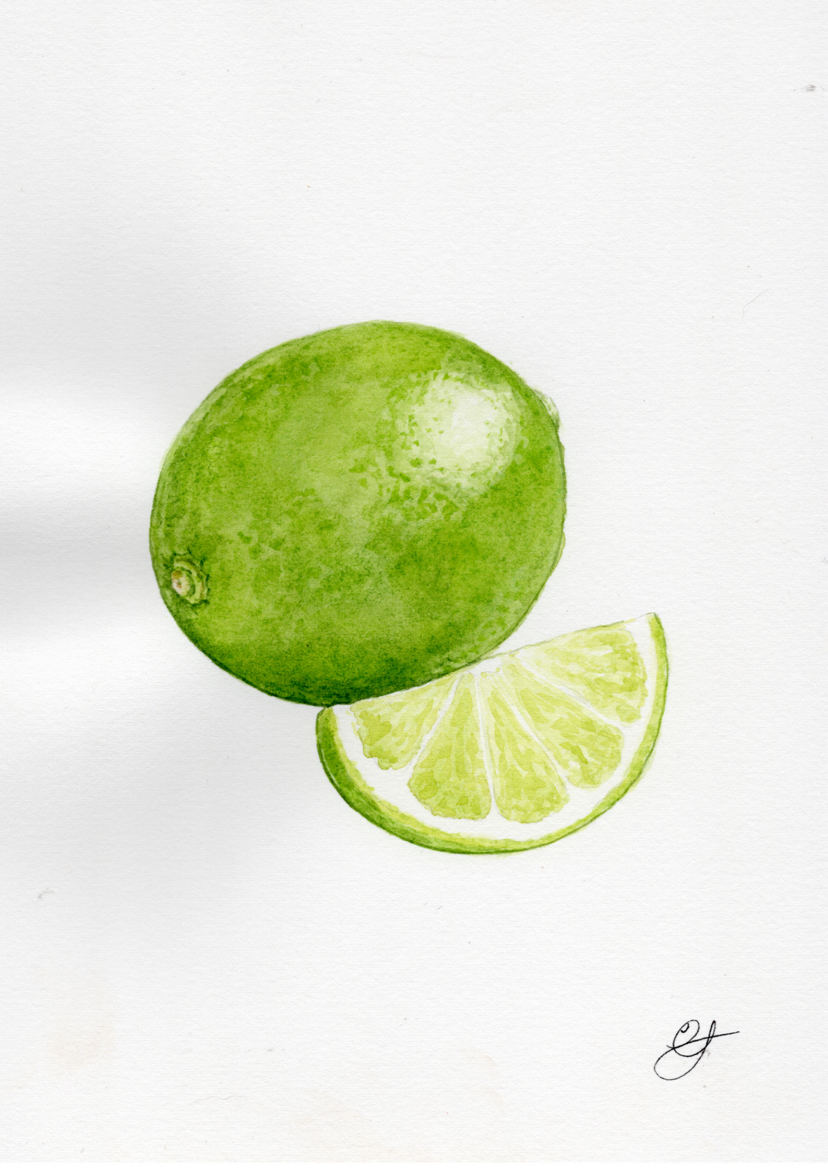 A watercolor painting of a whole lime and a lime slice on a white background.