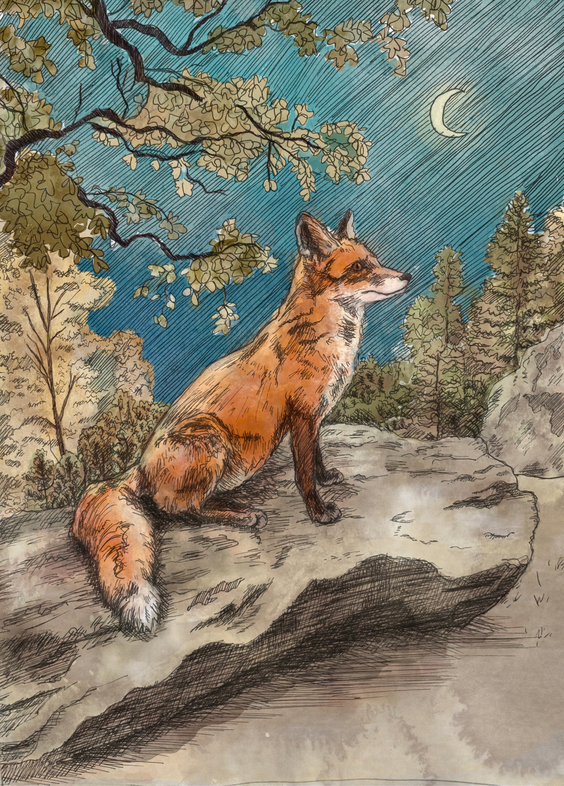 ink and watercolour illustration of a fox in the forest at night time sitting under the moon light